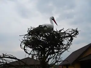 juž zas přilitli čapy