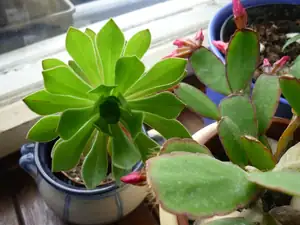 aeonium a kaktus - ještě nevykvetl