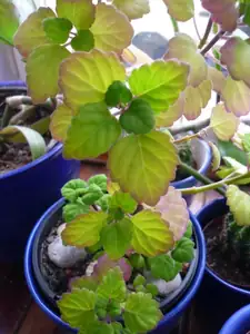 plectranthus- zkouším pěstovat jako stromek
