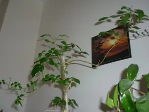 jasmínum - jsem zvědavá zda vykvete