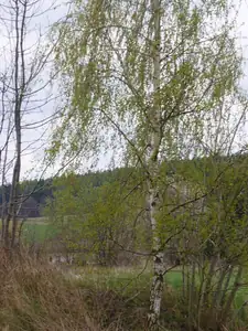 na tu se dívám ze dveří