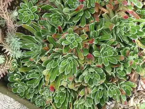 lomikámen saxifraga