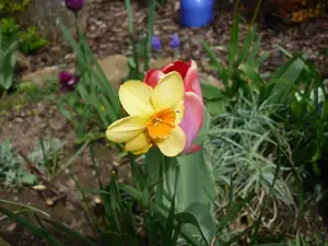 narcis- tulip