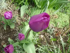 fialové tulip.
