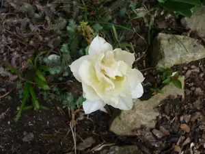 bílý kudrnáč tulip.