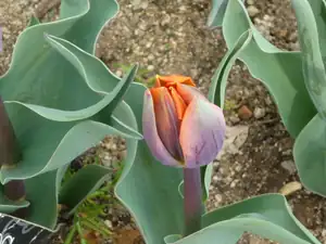 žíhané- to uvidíme