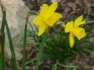 narcisy