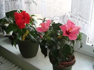 konečně kvetou současně