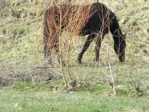 Lanková — 22. dubna 2012