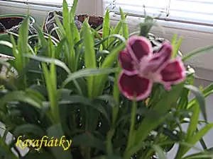 iris66 — 23. dubna 2012