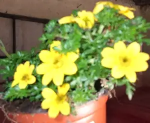 iris66 — 23. dubna 2012