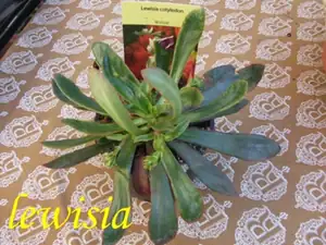 iris66 — 23. dubna 2012