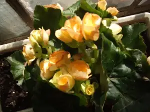 iris66 — 23. dubna 2012