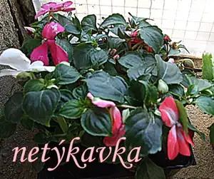 iris66 — 23. dubna 2012