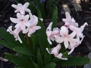 iris66 — 23. dubna 2012