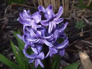 iris66 — 23. dubna 2012
