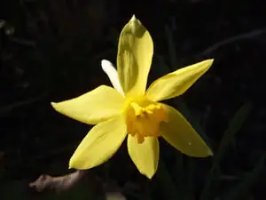 iris66 — 23. dubna 2012