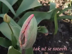 iris66 — 23. dubna 2012