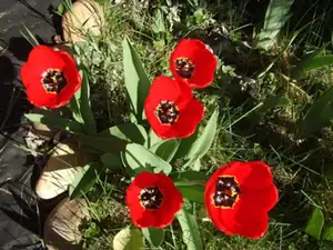 iris66 — 23. dubna 2012