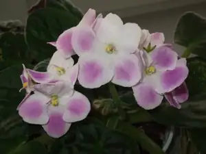 iris66 — 23. dubna 2012