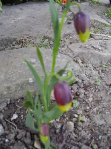 Řebčik