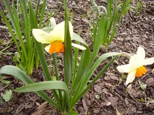 Narcis