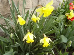 Narcisky