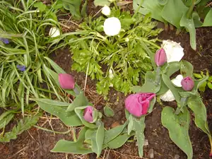 Tulipanky