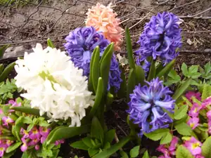 Hyacinty
