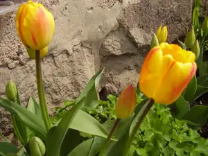 Tulipany