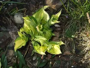 iris66 — 26. dubna 2012