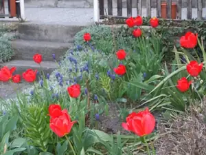 iris66 — 26. dubna 2012