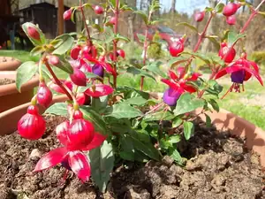 Fuchsie