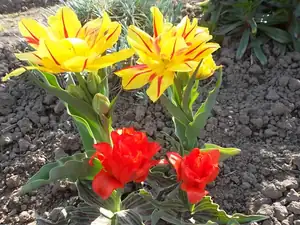 plnokvěté tulipánky