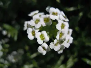 Tařička