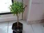 Bonsai sukulent
