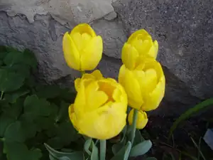 Žlut'asci