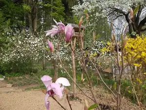 Kvete už magnolie i jabloň