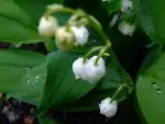 iris66 — 19. května 2010