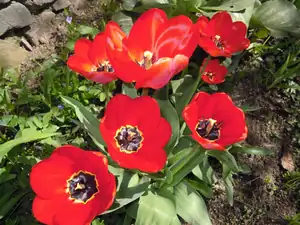 Tulipán