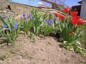 Modřenec a tulipány