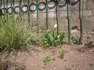 Tulipán