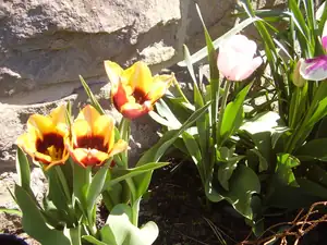 Tulipanky