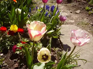 Tulipanky
