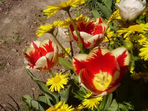 Tulipanky