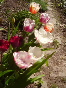 Tulipanky