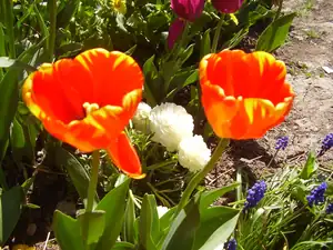 Tulipanky