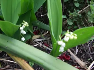 iris66 — 3. května 2012