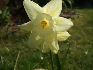 iris66 — 3. května 2012