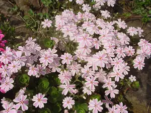 muškatek — 4. května 2012